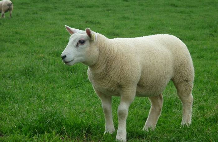 О породах овец: молочное и мясное направление, характеристики, племенные