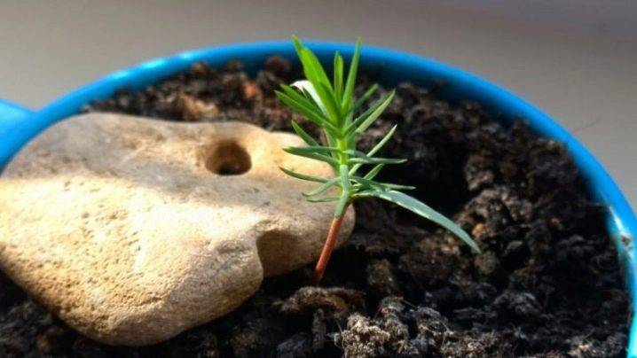Как вырастить бонсай из семян — все о бонсай на mirbonsai.com