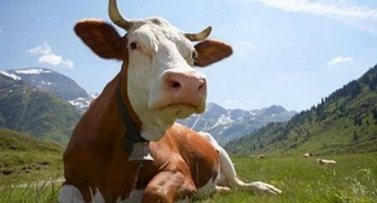 Инструкция по искусственному осеменению коров