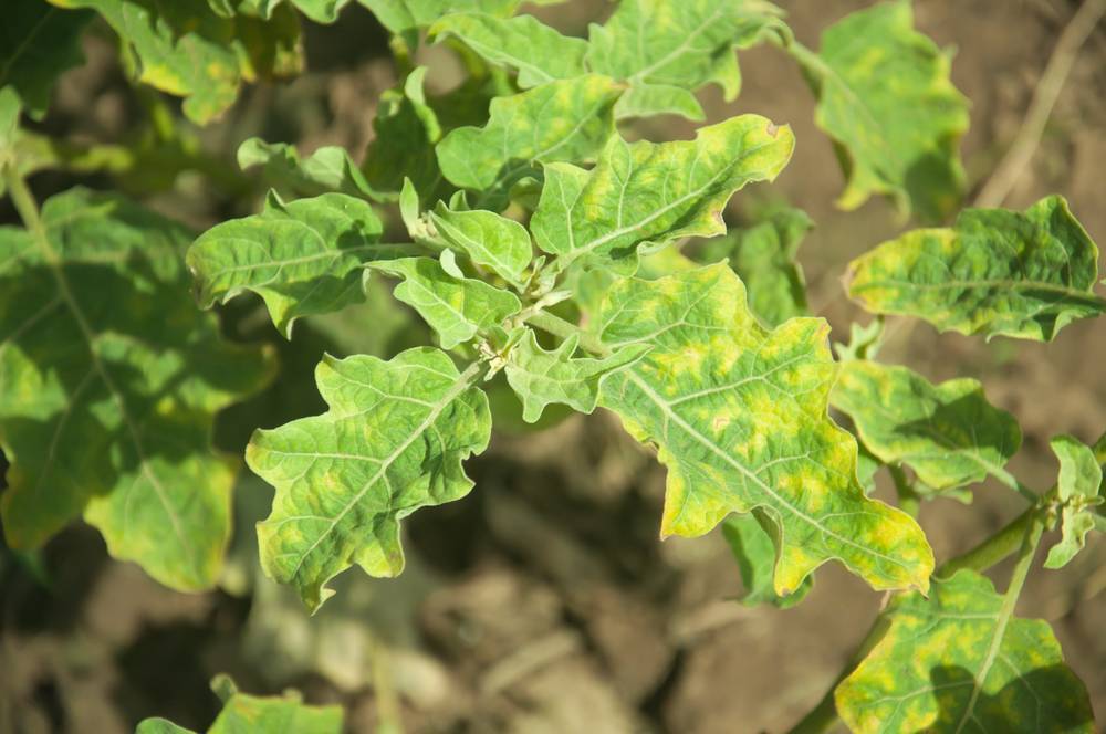 Почему у рассады баклажан скручиваются листья: причины, способы лечения