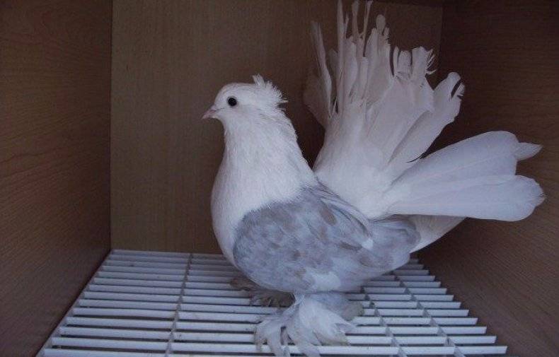 Описание породы голубей павлинов