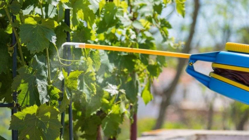 Выращивание винограда Атос