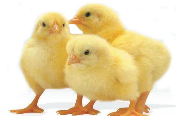 Правила кормления цыплят несушек в домашних условиях
