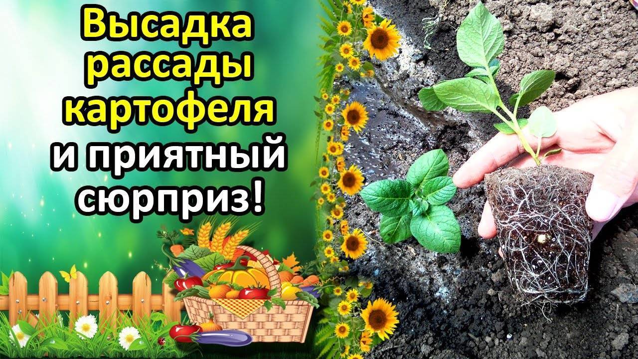 Выращивание картофеля из семян