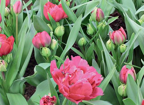 Особенности выращивания многоцветковых тюльпанов