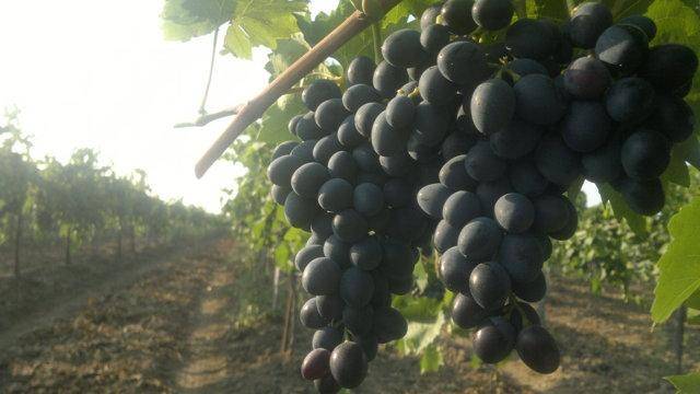 Сорт винограда "молдова": описание и характеристика, преимущества и недостатки, советы по посадке и уходу