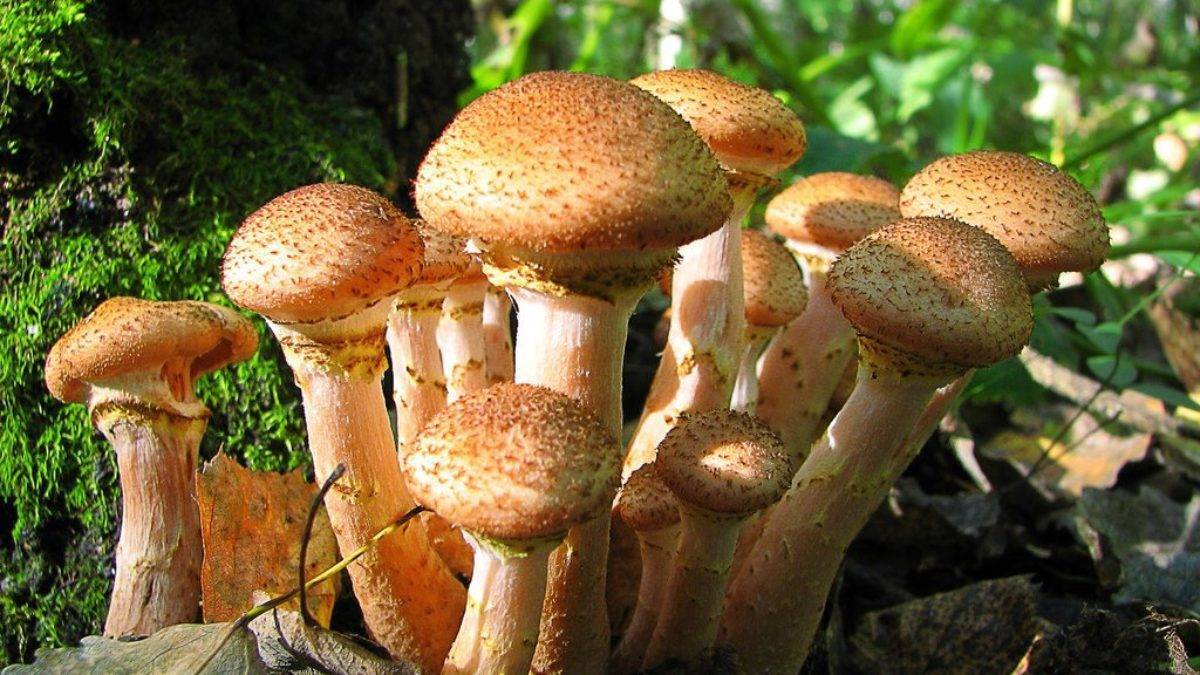 Грибы маслята: описание и фото съедобных грибов, как готовить, картинки