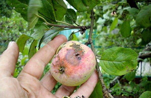 Особенности сорта яблони мельба и правила выращивания