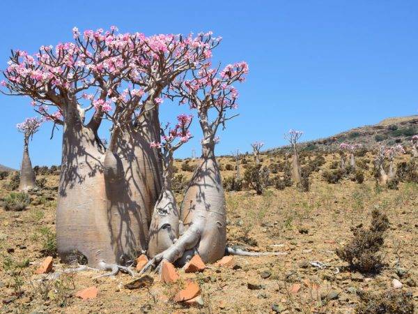 Адениум обесум – суккулент, цветущий круглый год