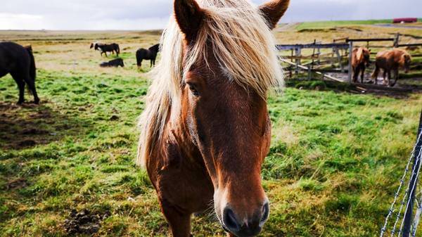 Разведение лошадей как бизнес: выгодно ли, откорм и убой