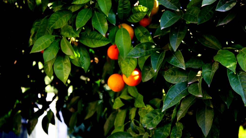 Чем полезен горький апельсин (померанец) и каким образом его применяют
