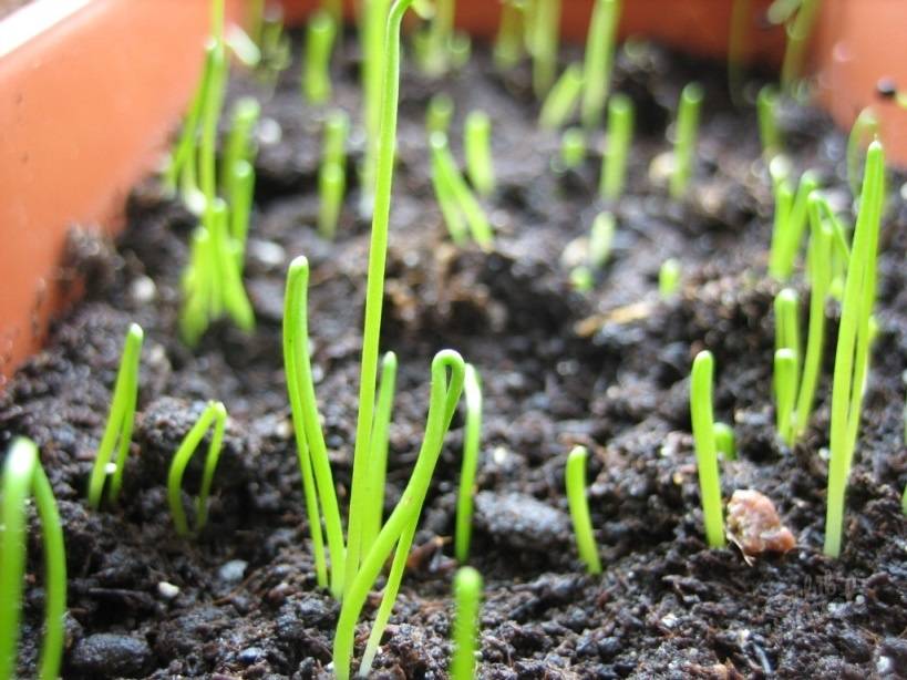 Как посадить лук севок правильно. советуют профессионалы