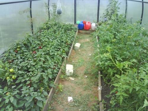 Перец с помидорами в одной теплице | вырасти сад!