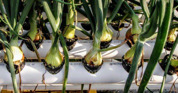 Выращивание лука методом гидропоники: описание