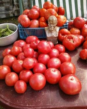 Все о сорте томатов Малиновое чудо