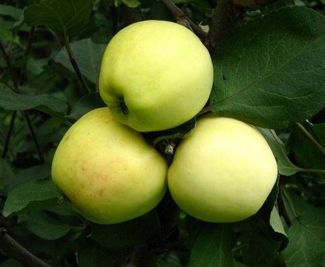 Яблоня в подарок садоводам: сорт и особенности ухода