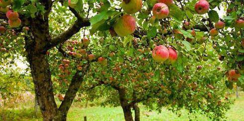 Элитная яблоня солнышко: описание, фото