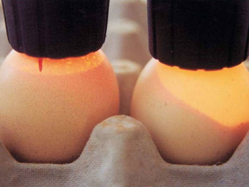 Инкубация яиц по дням: подробное описание каждого дня инкубации