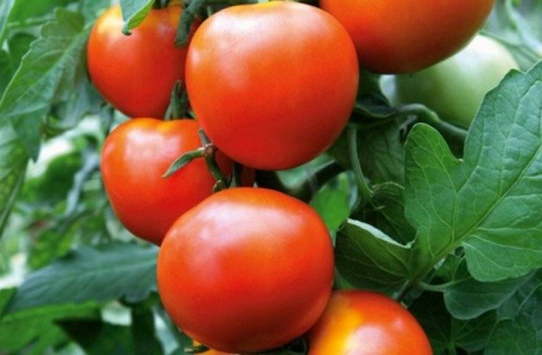 Сорта томатов для теплицы устойчивые к фитофторе (фитофторозу)