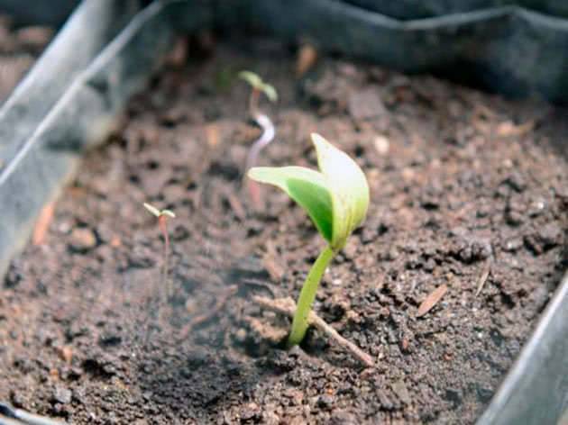 Выращивание рассады огурцов - шаг за шагом