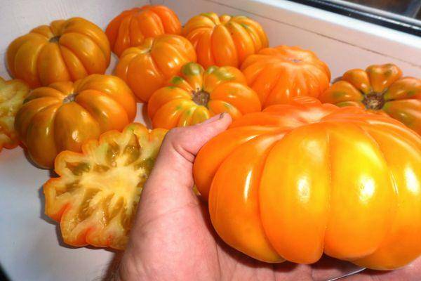 Томат оранжевое чудо: описание и урожайность сорта, отзывы, фото