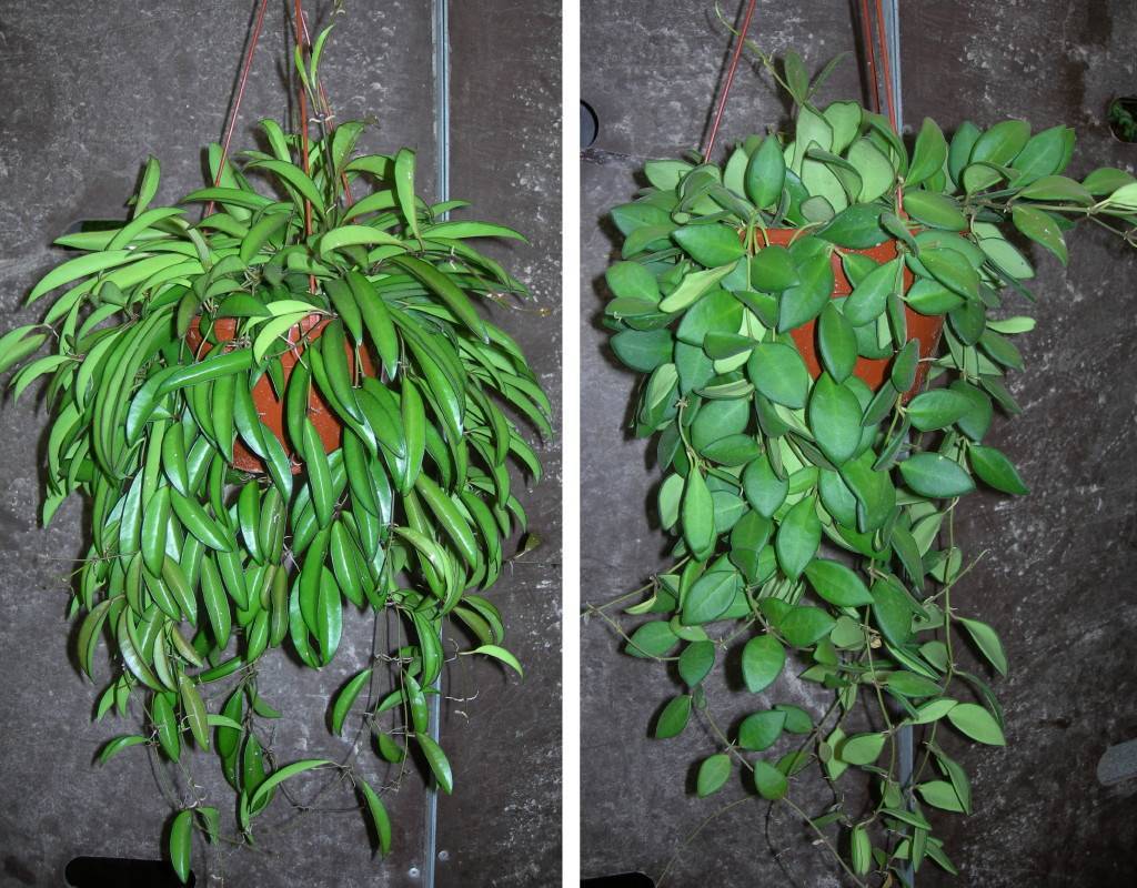 Особенности выращивания и ухода за удивительным цветком — хойей линеарис
