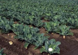 Как окучивать капусту после высадки в грунт: когда правильно начинать, надо ли при этом обрывать листья и нужна ли процедура белокочанному овощу в открытой почве?