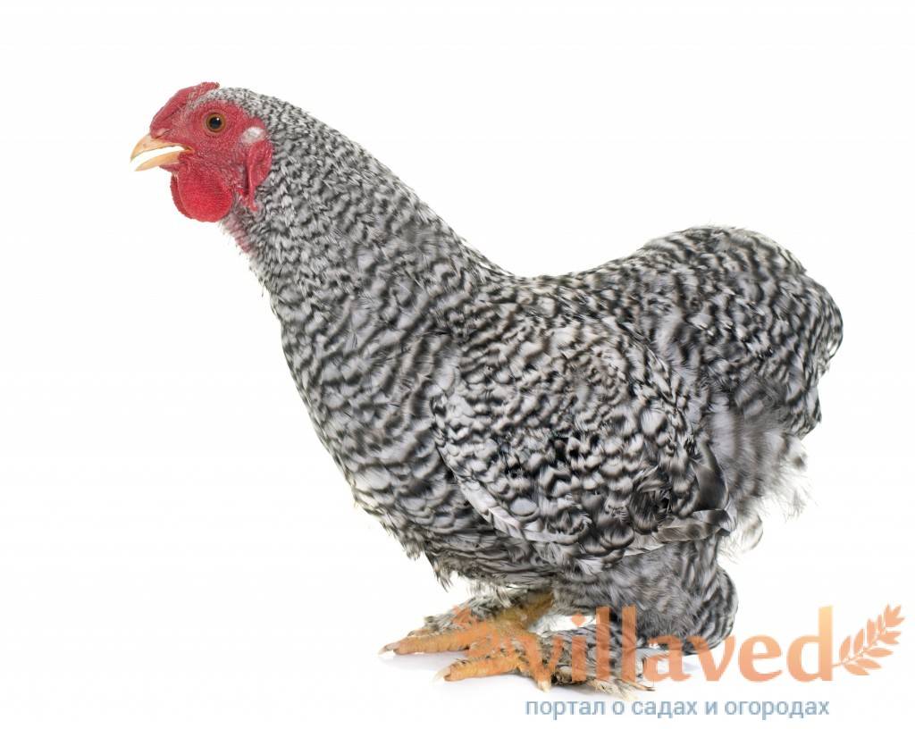 Мехеленская кукушка - мясная курица родом из бельгии