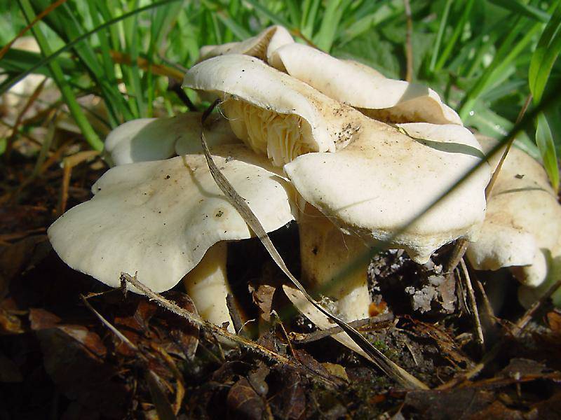 Майский гриб | огородники