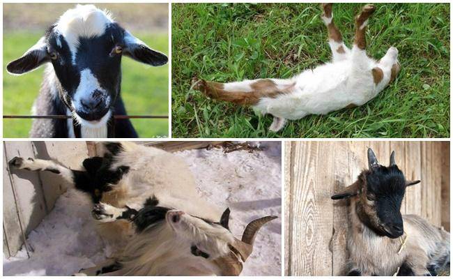 Миотоническая коза: причины падения коз в обморок при испуге