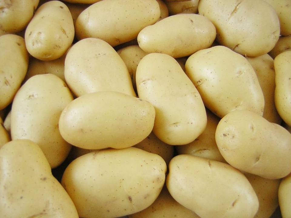 Описание картофеля Гранада