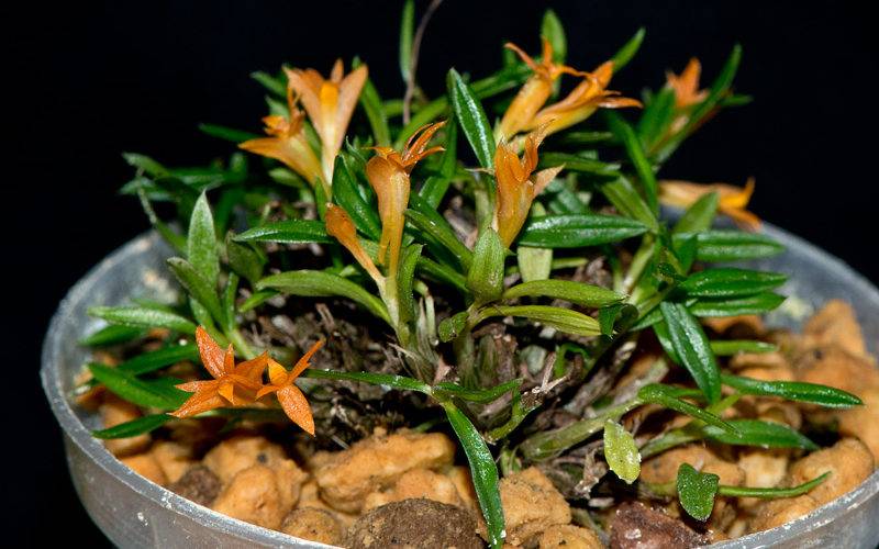 Необыкновенная орхидея дендробиум нобиле: описание, уход и размножение в домашних условиях