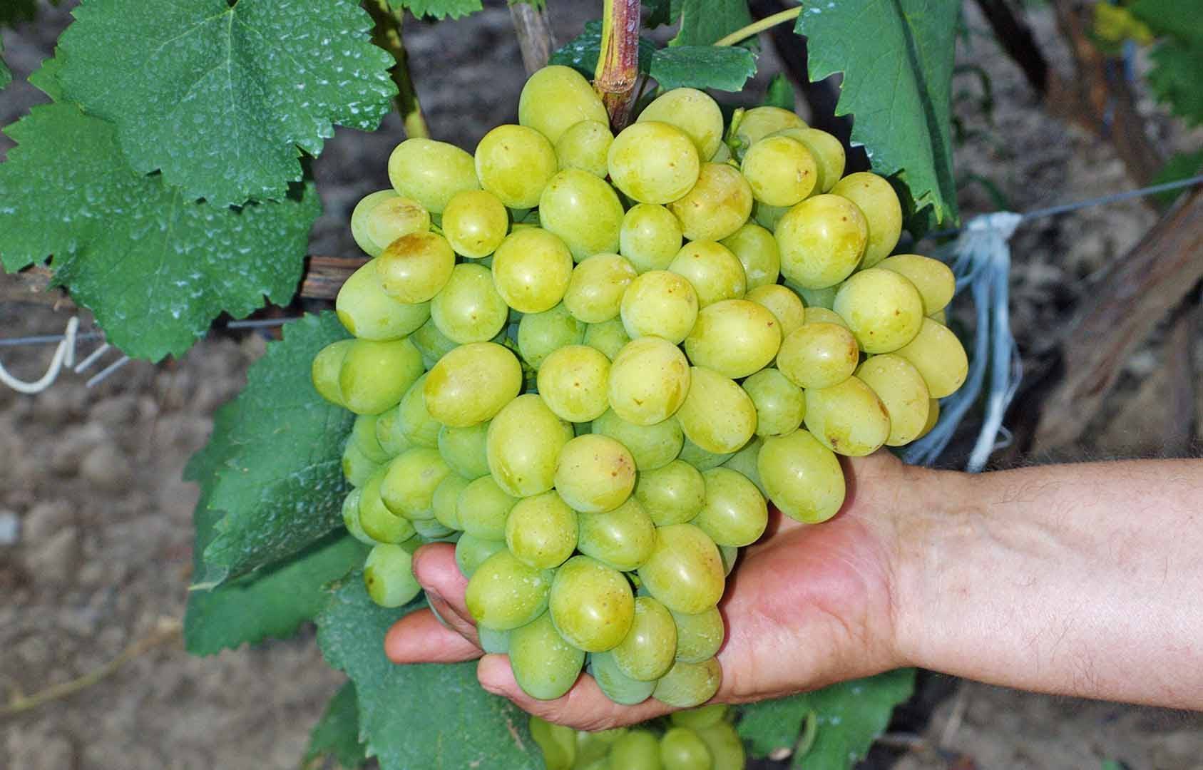 Виноград "цветочный" - характеристика и описание сорта, особенности выращивания и отзывы