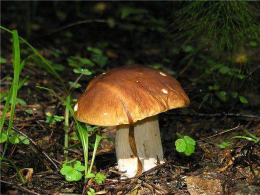 Виды съедобных и ядовитых грибов беларуси