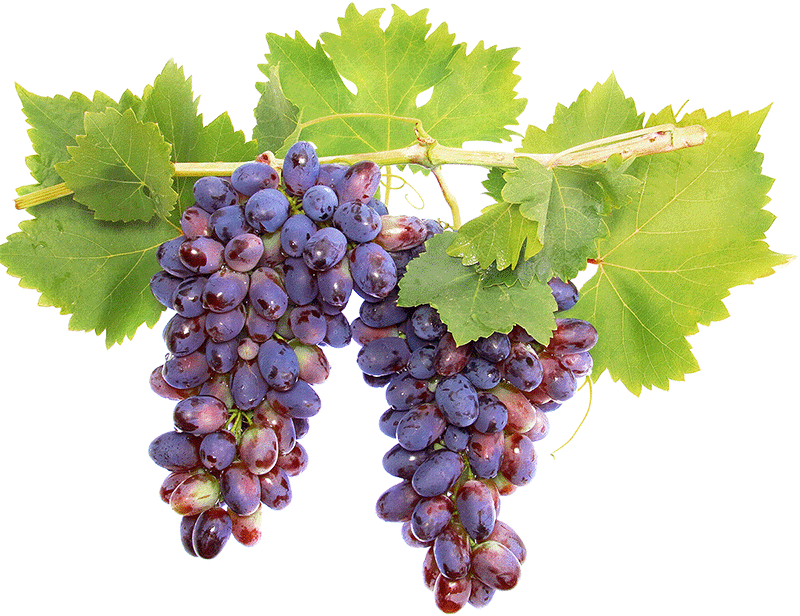Баковые смеси для винограда