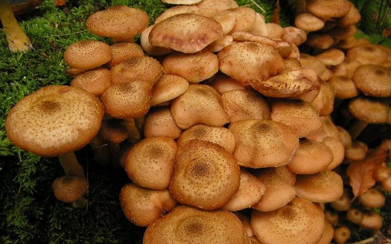Ложные опята: описание, чем отличаются от настоящих съедобных грибов, как выглядят