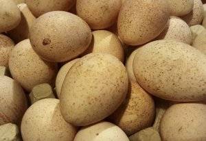 Индюшиные яйца: польза и вред