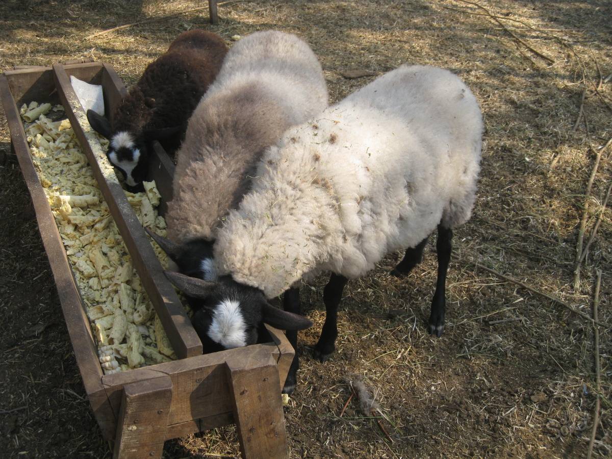 Кормушки для овец: конструкция, как сделать кормушку
