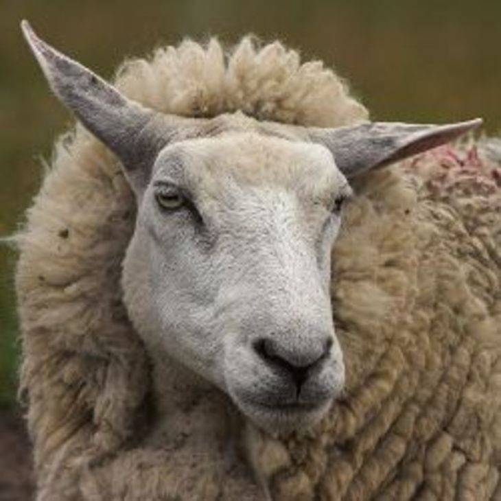 Овцы романовской породы – характеристика, уход и содержание