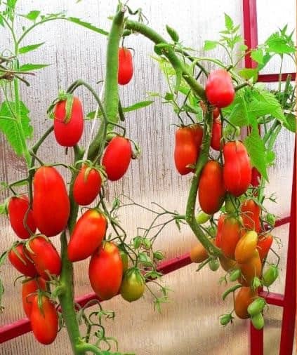 Отзывы о перцевидном томате «гигант»: вкус, урожайность, болезни