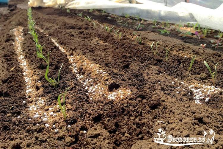 Мочевина (карбамид): удобрение для различных культур в вашем саду и огороде