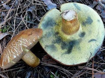 Когда растут грибы маслята и как их собирать