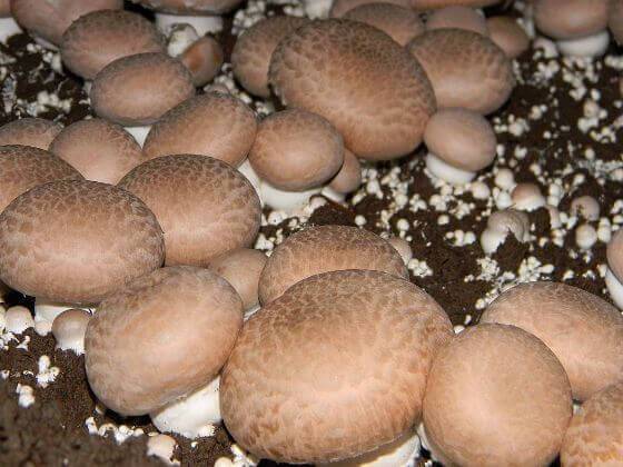 Выращивание грибов в домашних условиях. с чего начать новичку: технология и особенности | cельхозпортал