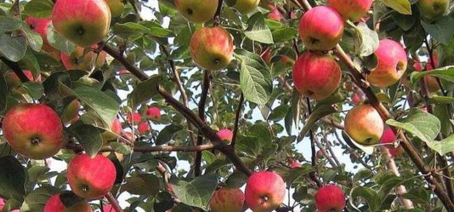 Яблоня чудное: особенности сорта и ухода
