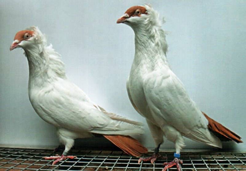 Немецкая порода голубей крестовые монахи