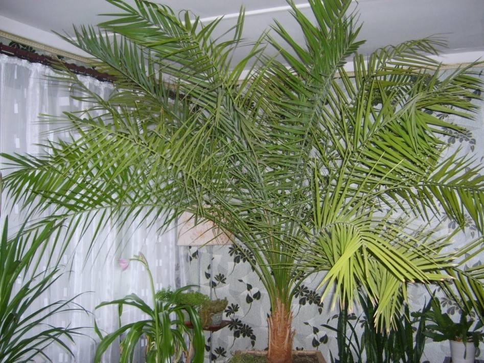 Как вырастить финиковую пальму из косточки в домашних условиях?