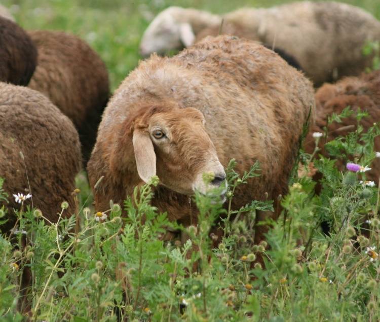Эдильбаевская порода овец: описание породы, достоинства и недостатки