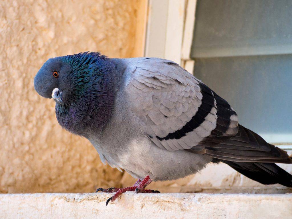 Как избавиться от голубей на балконе