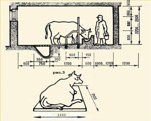 Коровник на 5 коров своими руками: схема, размеры и фото