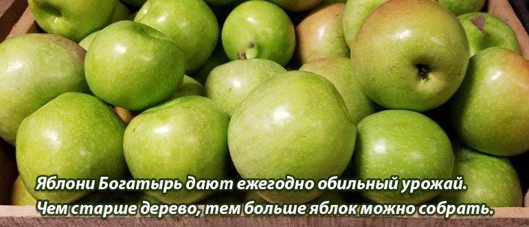 Сорт яблок богатырь: описание и характеристика яблонь, как сажать
